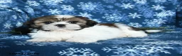 Shih Tzu dogs for sale: Kaleb - Ad 4