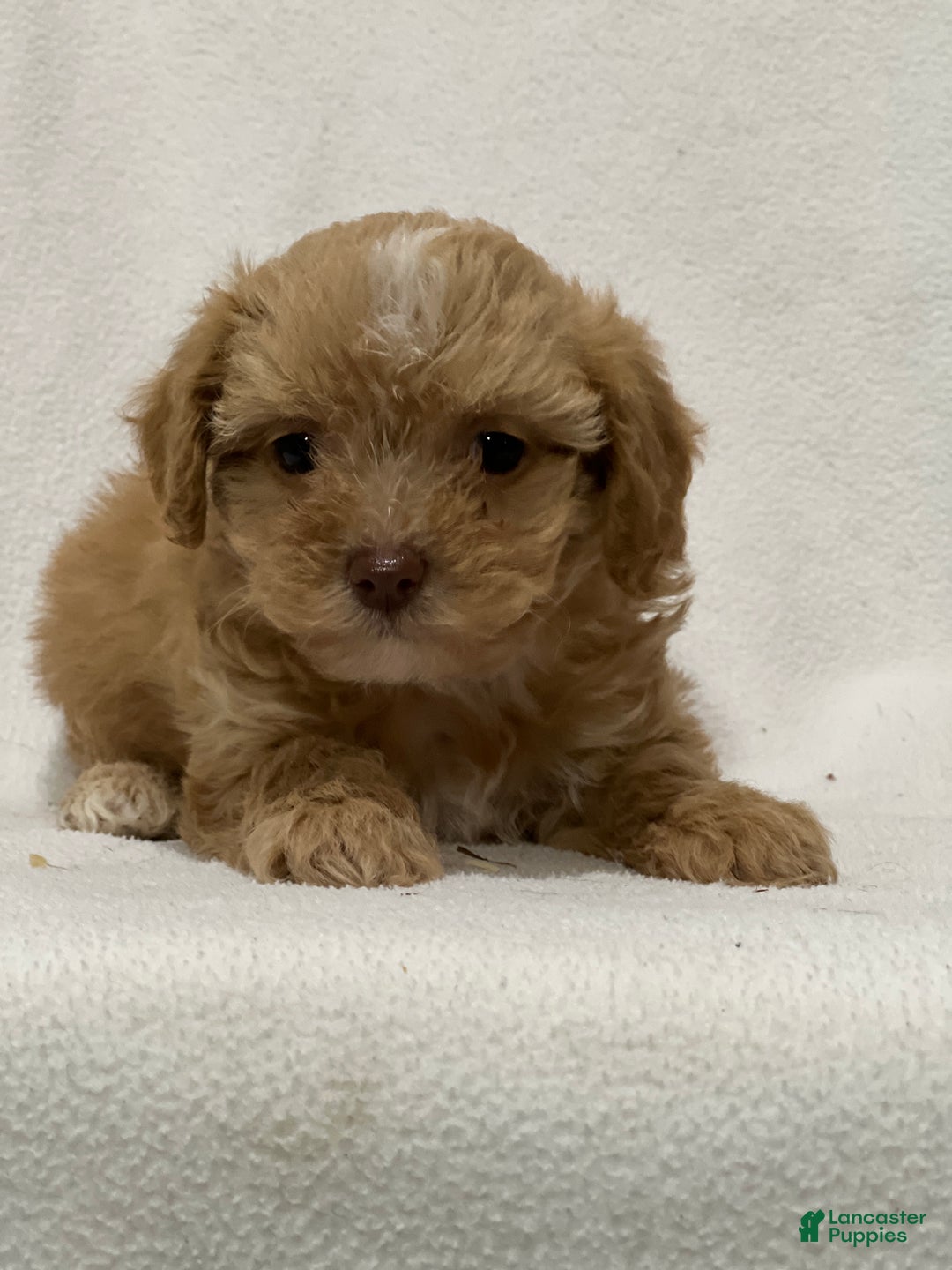 Shihpoo dogs for sale: Moose - Ad 2