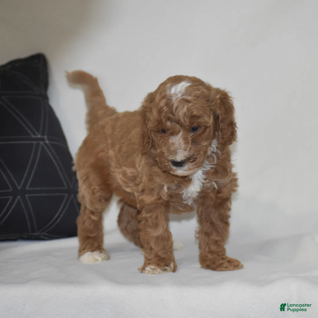 Miniature Poodle dogs for sale: El Paso - Ad 2