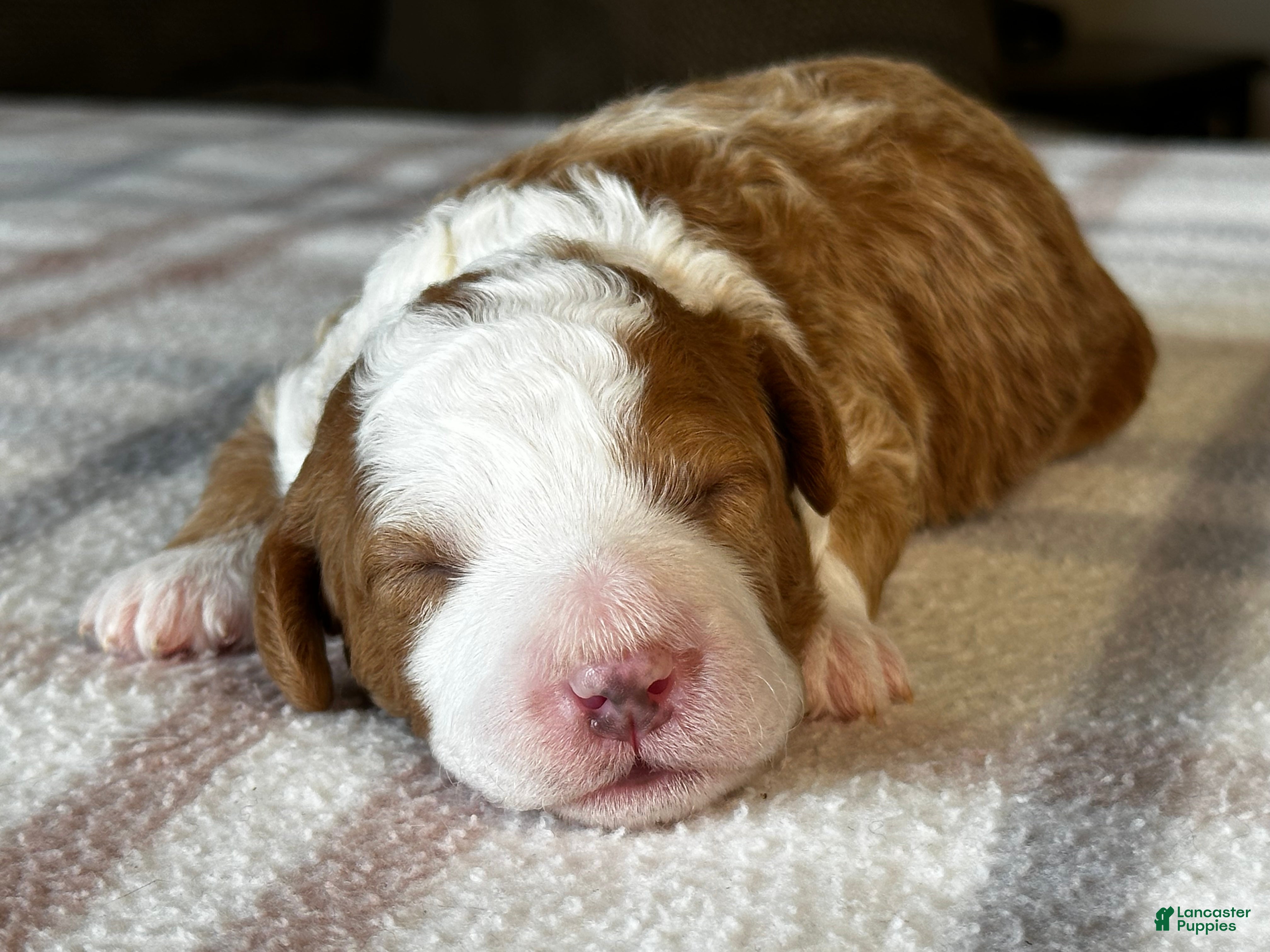 Mixed Breed dogs Red/Apricot-Blonde Micro Bernedoodle - Ad 1