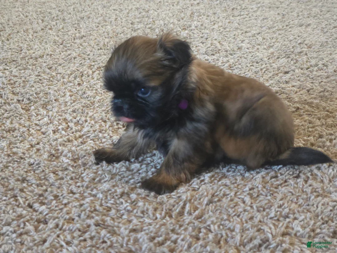 Shih Tzu dogs for sale: Gidget - Ad 3