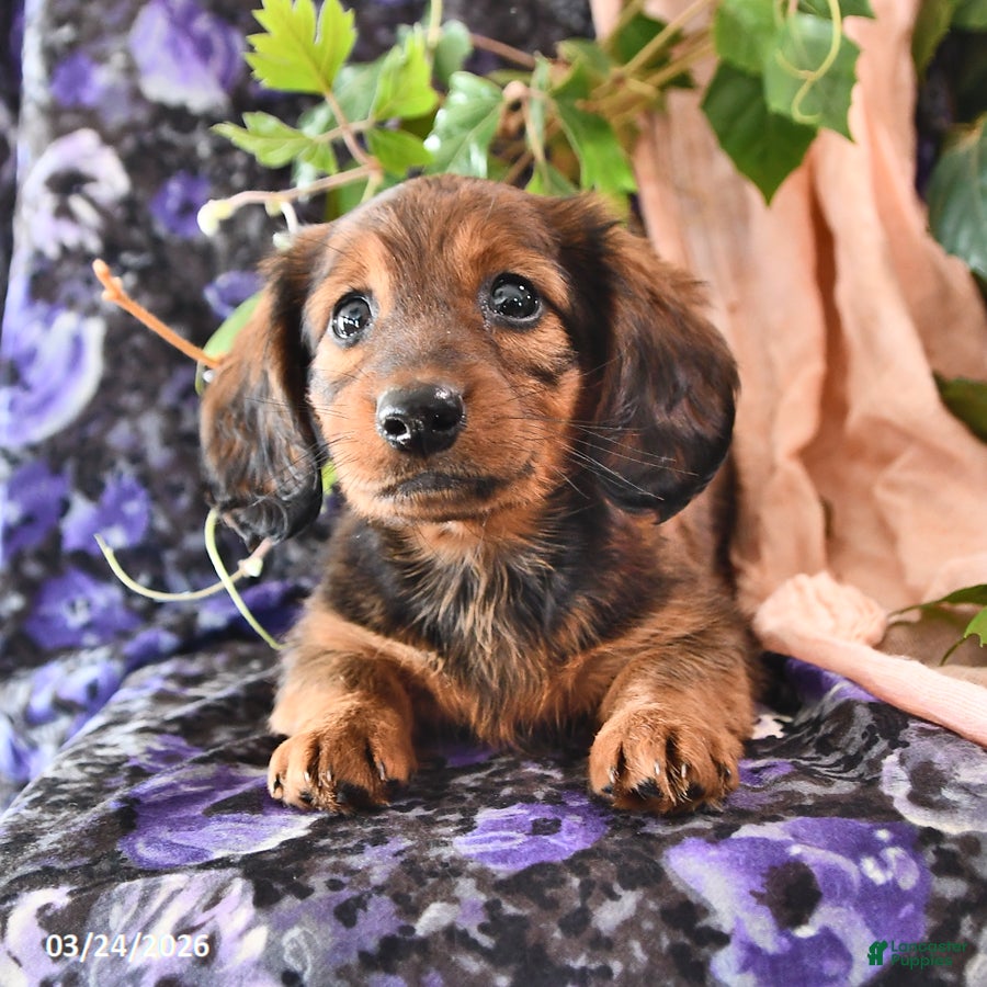Miniature Dachshund dogs Daisy - Ad 2