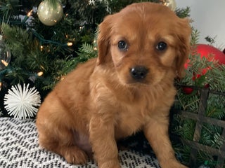 Miniature Golden Retriever dogs Lucky - Ad 36