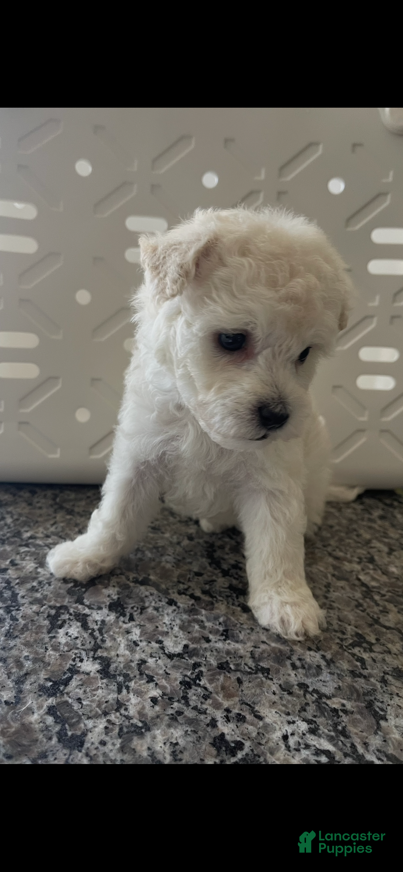 Miniature Poodle dogs Miniature Poodle 3 - Ad 7