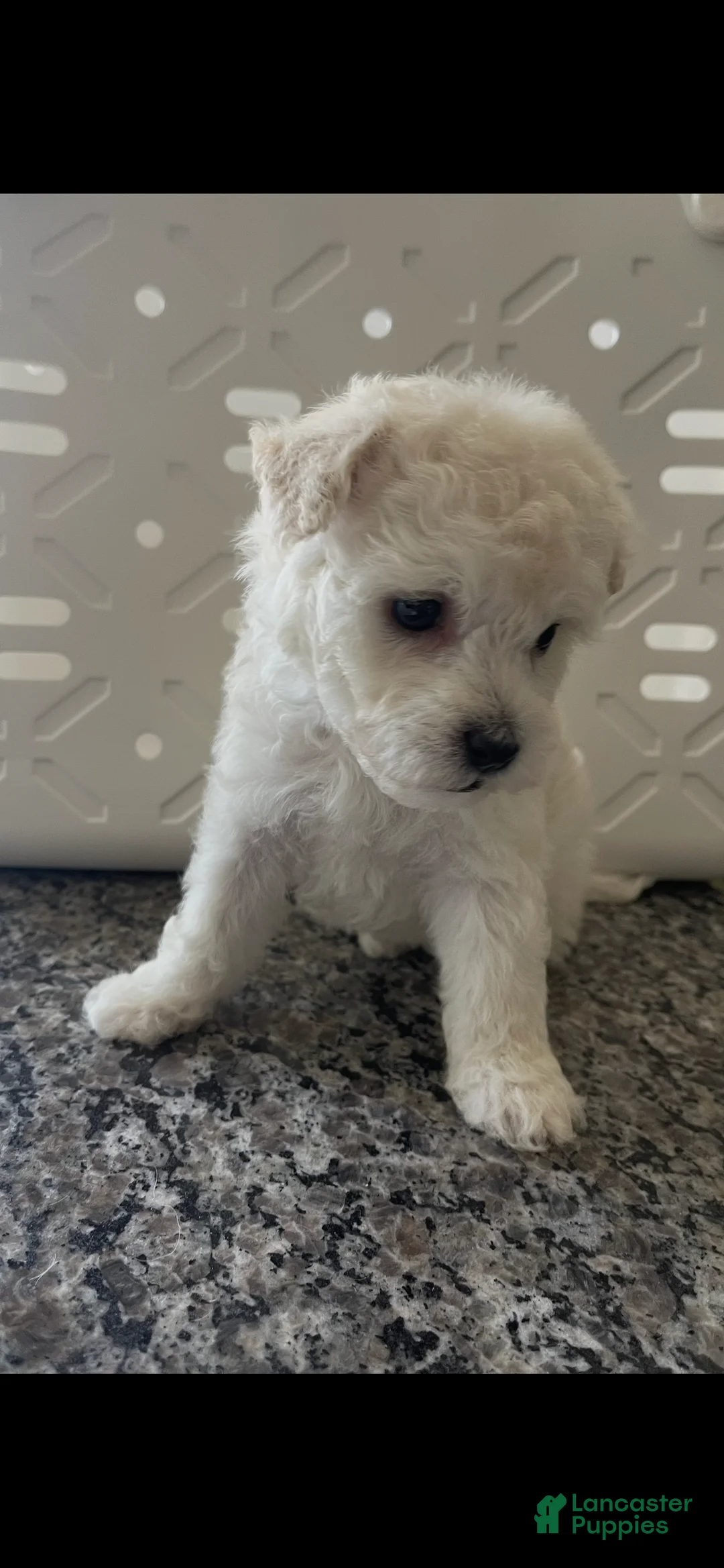 Miniature Poodle dogs for sale: Miniature Poodle 3 - Ad 1