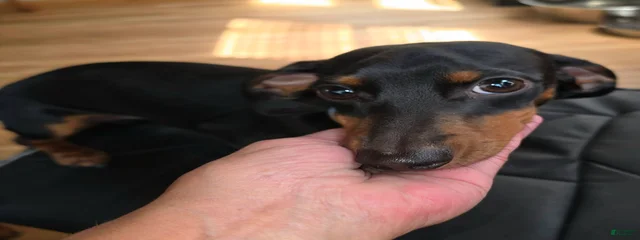 Jack
