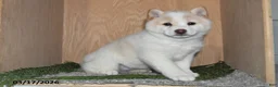 Shiba Inu dogs for sale: Heidi - Ad 3
