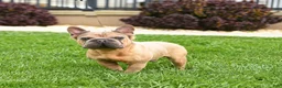 French Bulldog dogs for sale: Roy  - Ad 3