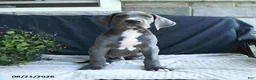 Great Dane dogs for sale: Brody - Ad 3