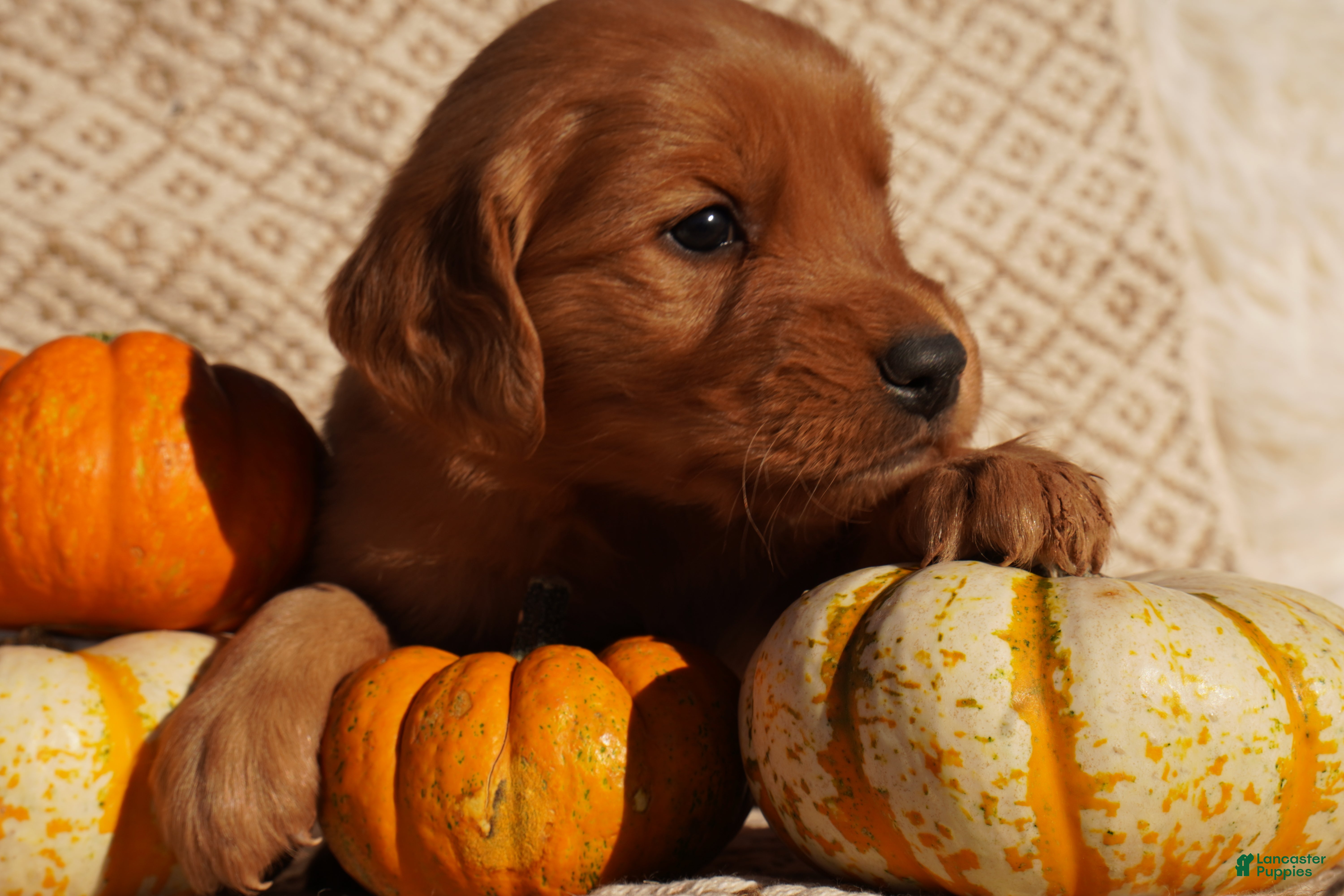 Golden Retriever dogs for sale: Oli - AKC, Genetically Clear - Ad 1
