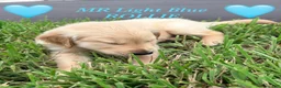 Golden Retriever dogs for sale: Golden light blue  - Ad 2