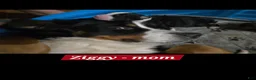Bernedoodle dogs for sale: Bernedoodle 3 Red collar  - Ad 9