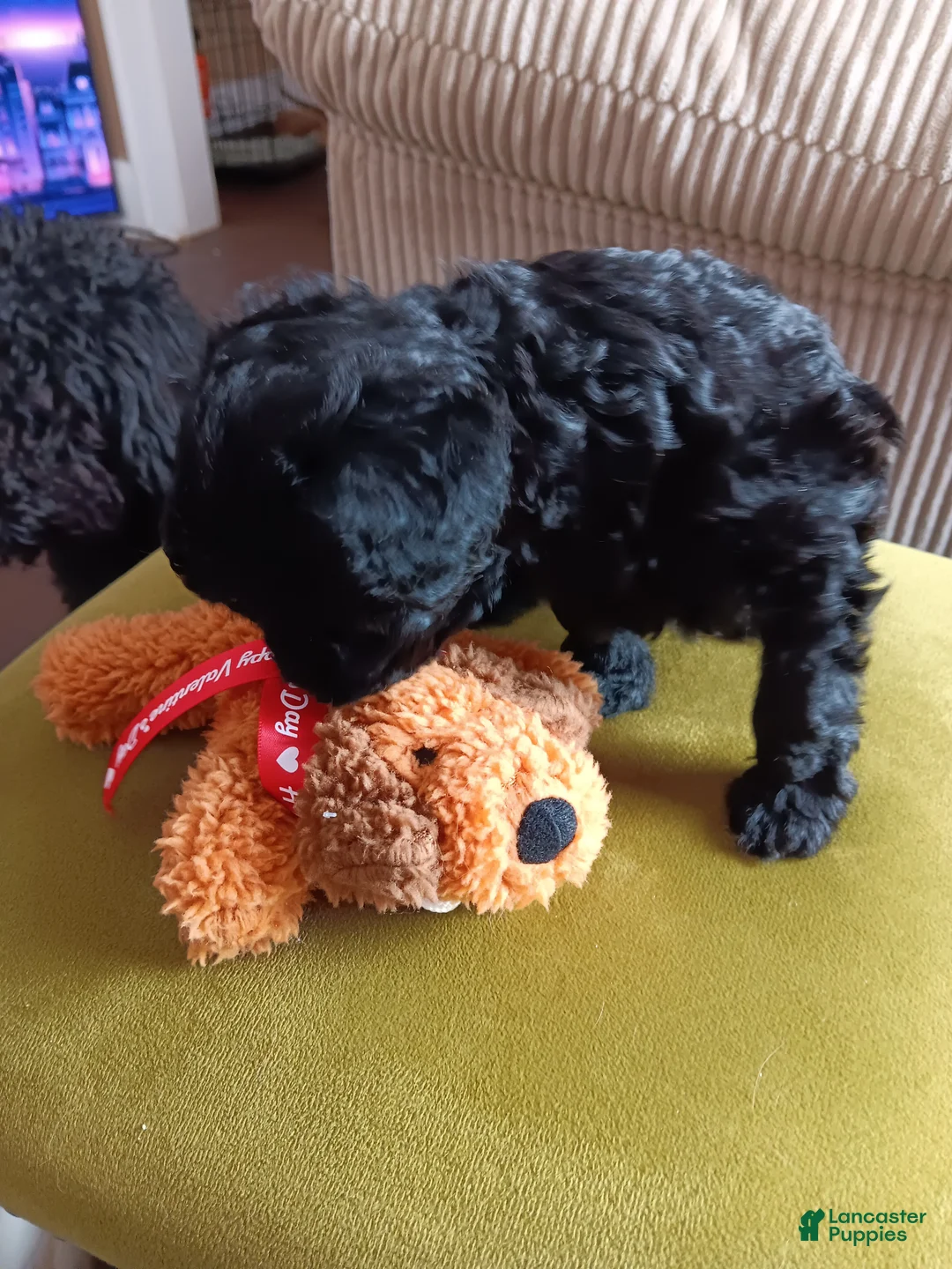 Cavapoo dogs for sale: Cavapoo Puppy 2 - Ad 3