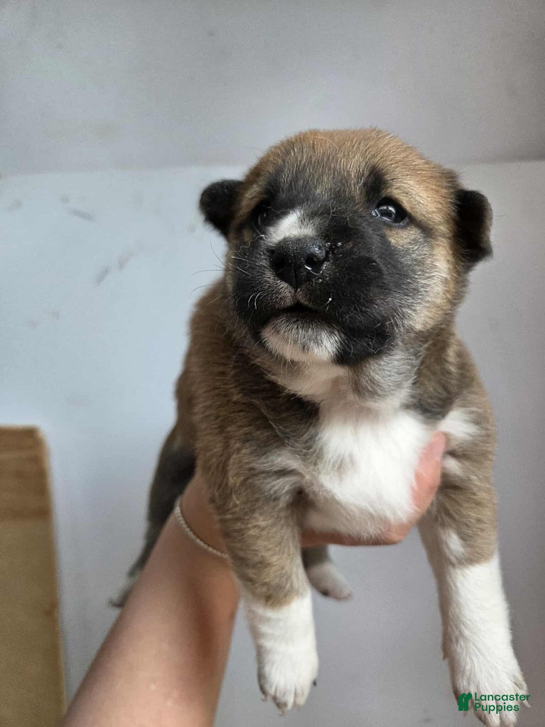 Shiba Inu dogs for sale: Shiba Inu Puppy 1 - Ad 2