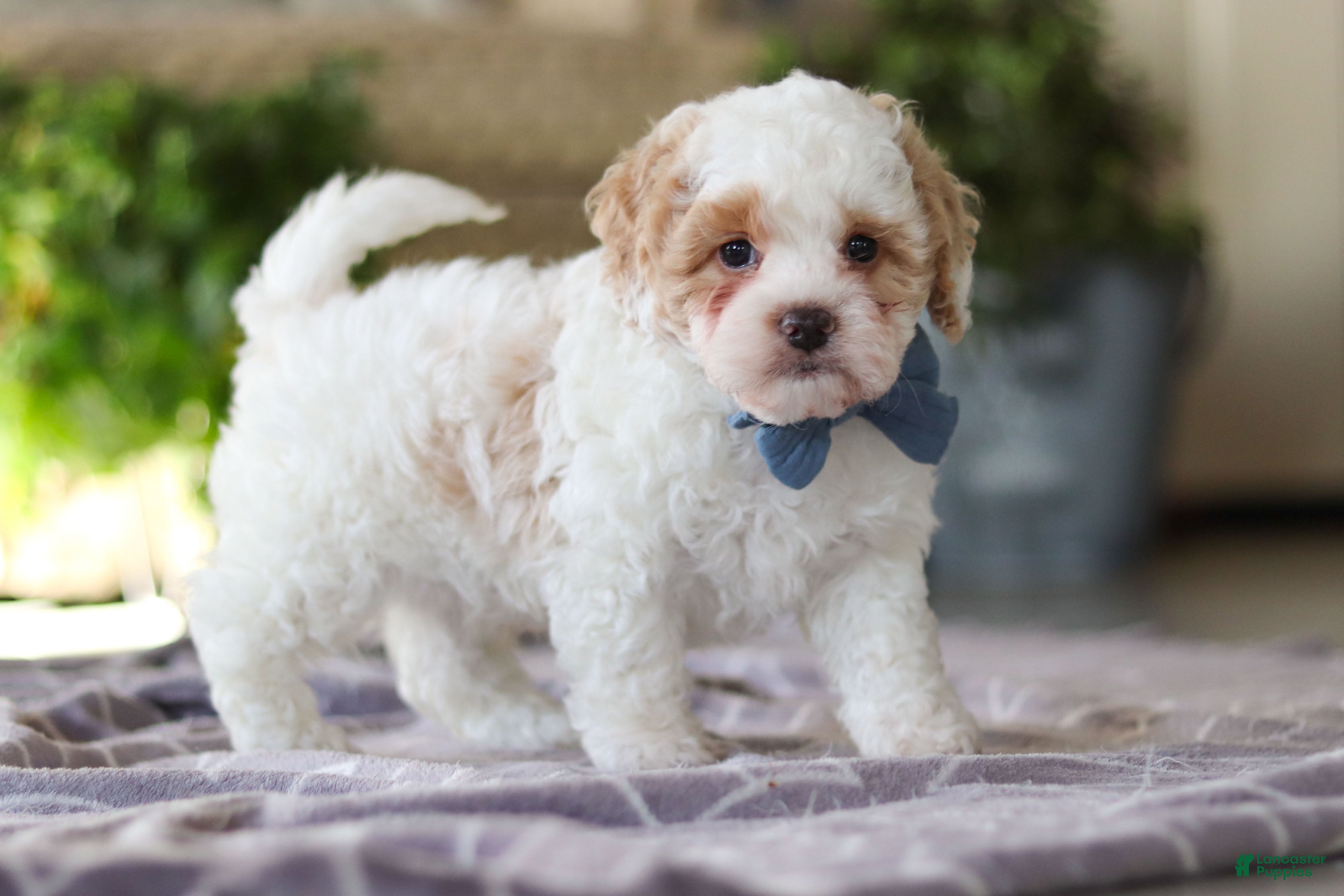 Cavapoo dogs Loki - Ad 12