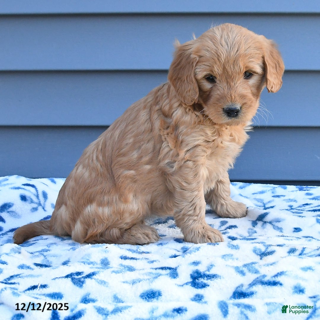 Goldendoodle dogs for sale: Brianna - Ad 4
