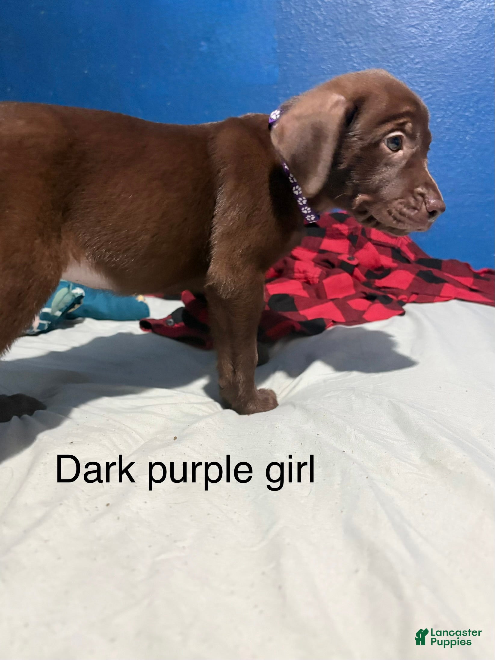 Labrador Retriever dogs Labrador Retriever 6 - Ad 13