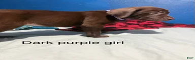 Labrador Retriever 6