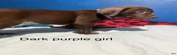 Labrador Retriever dogs for sale: Labrador Retriever 6 - Ad 1