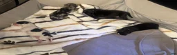 Pomsky dogs for sale: Female - Ad 5