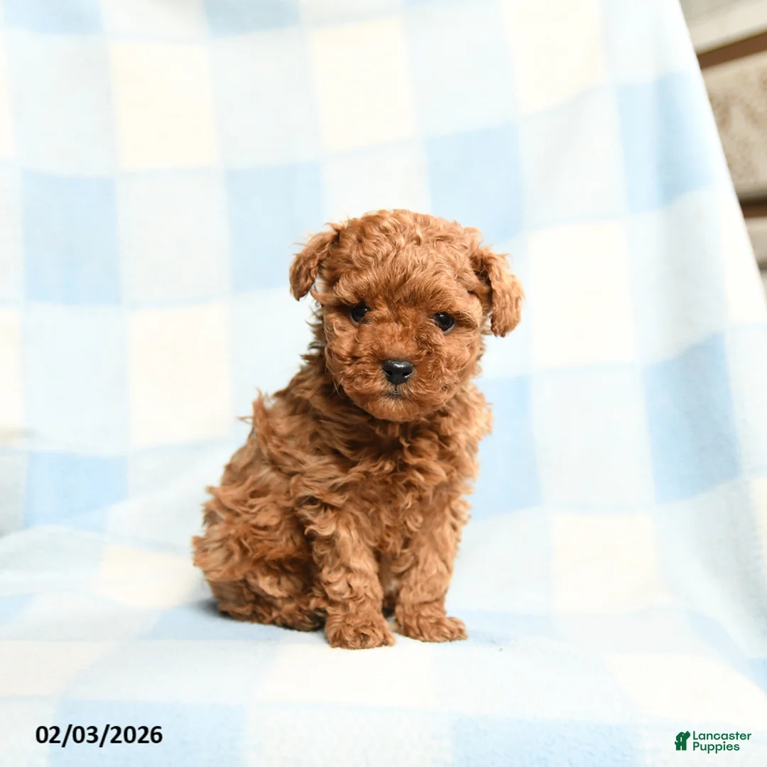 Toy Poodle dogs for sale: Starla - Ad 4