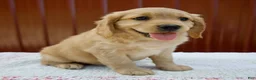 Miniature Golden Retriever dogs for sale: Griffin - Ad 5