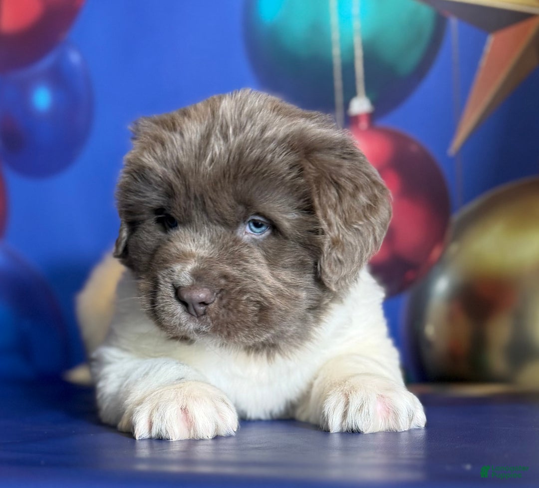Mixed Breed dogs for sale: Storm OFA DNA  - Ad 16