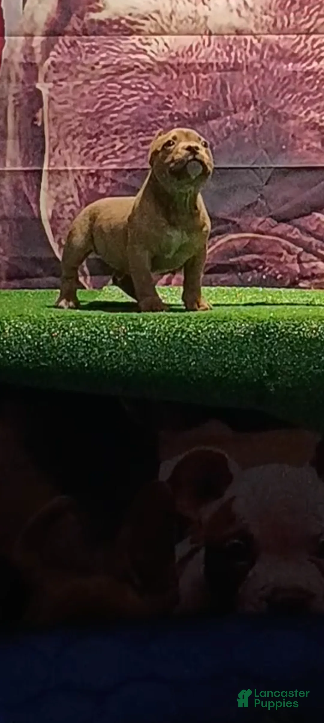 American Bully dogs for sale: American Bully Puppy 4 - Ad 2