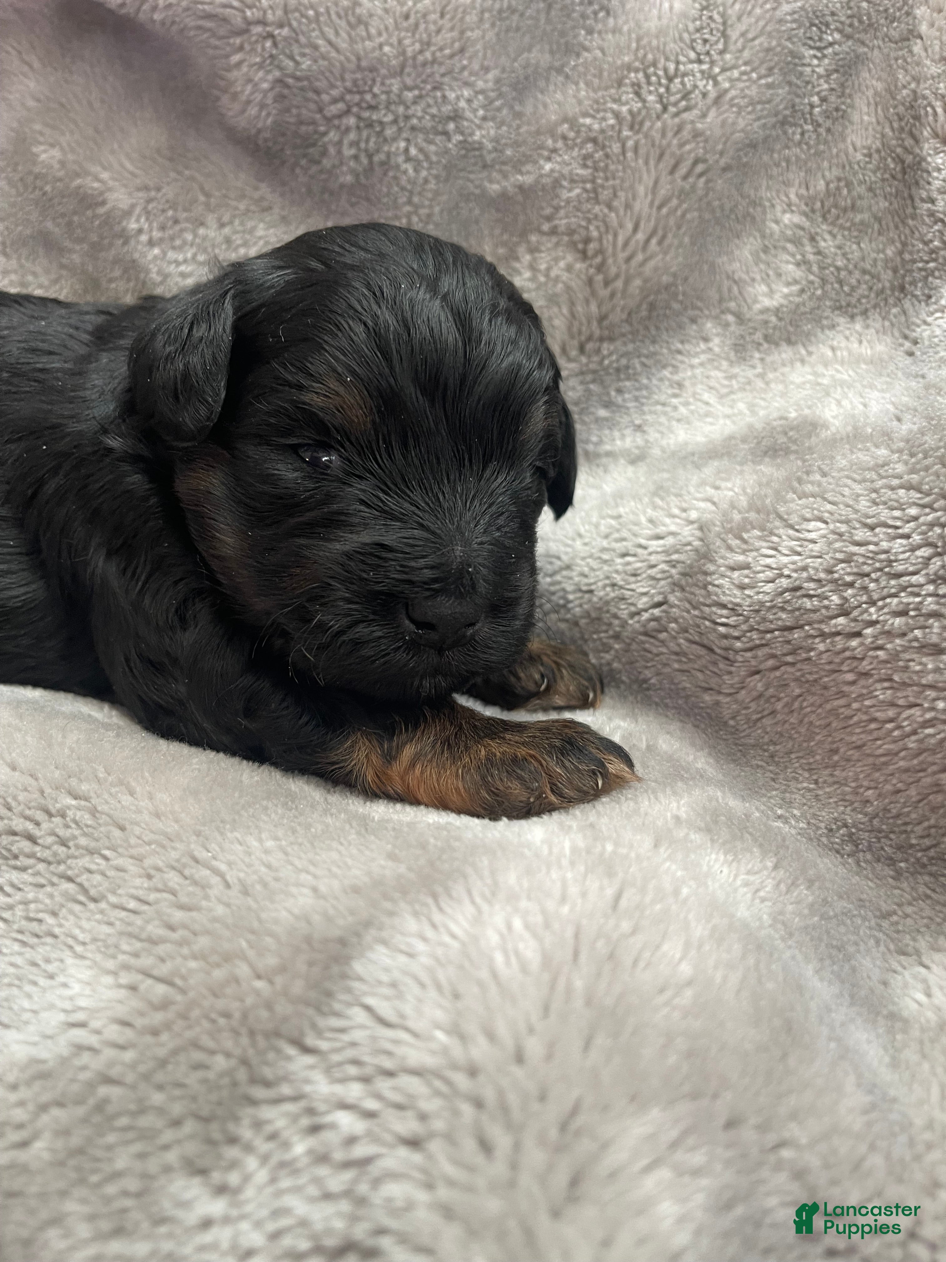 Miniature Schnauzer dogs Miniature Schnauzer Puppy 1 - Ad 41
