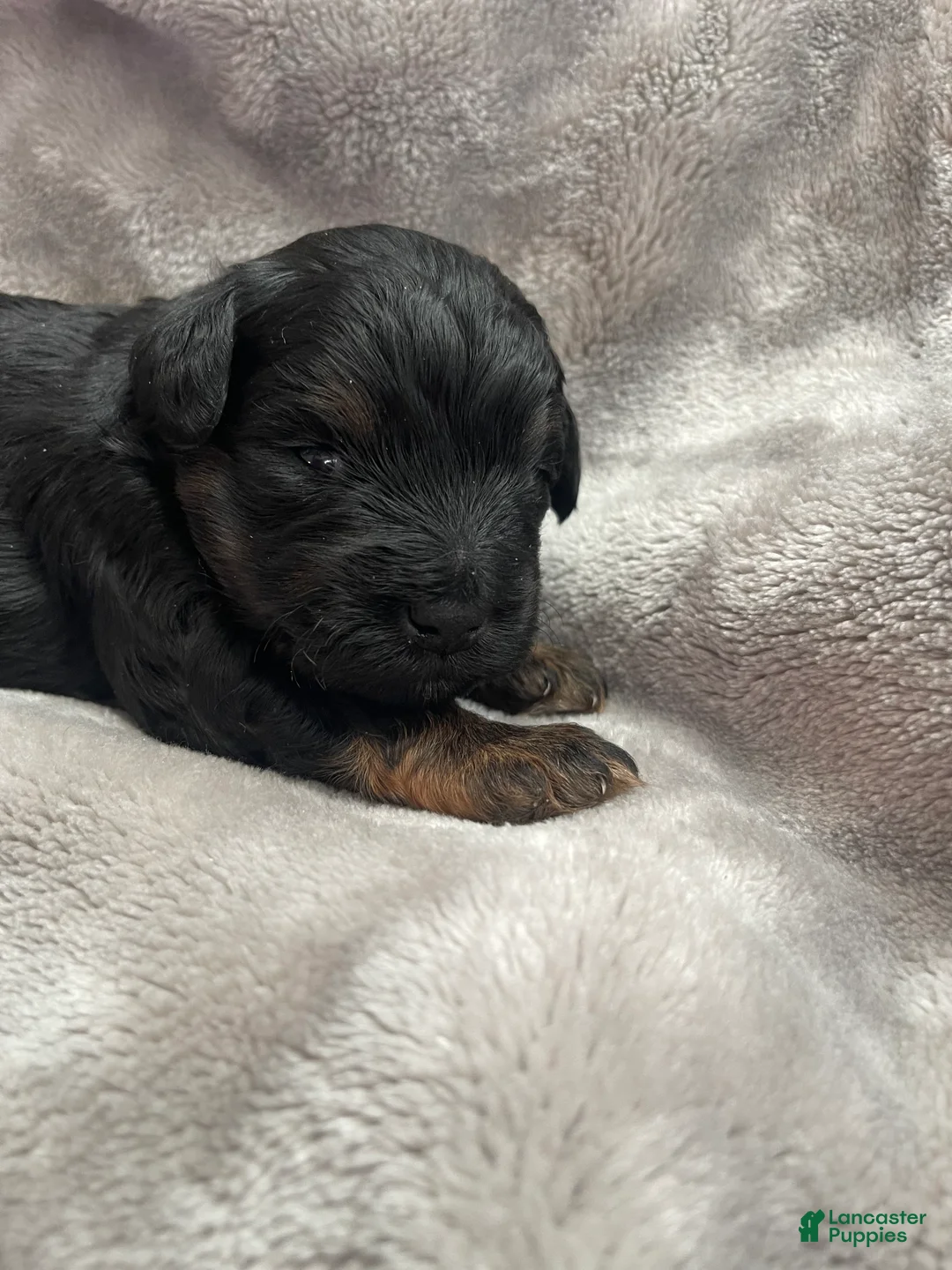 Miniature Schnauzer dogs for sale: Miniature Schnauzer Puppy 1 - Ad 1