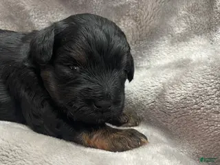 Miniature Schnauzer dogs Miniature Schnauzer Puppy 1 - Ad 41
