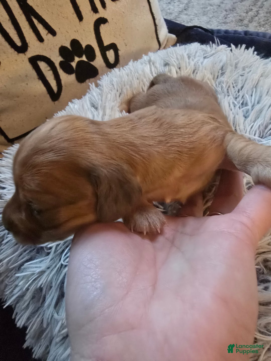 Miniature Dachshund dogs for sale: Duke - Ad 7