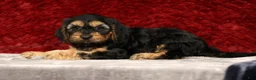 Cavapoo dogs for sale: Kyle - Ad 5