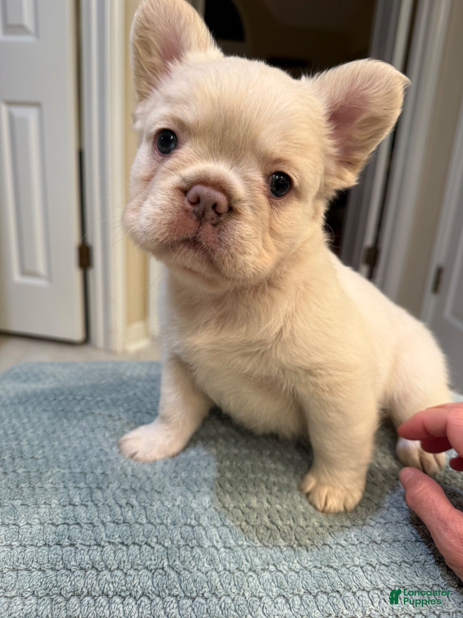 French Bulldog dogs French Bulldog 2 - Ad 2