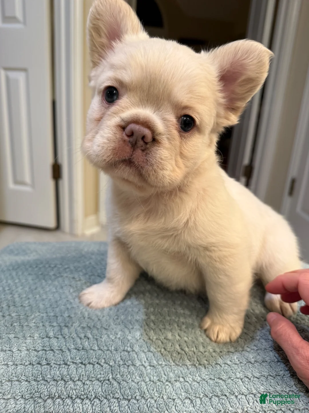French Bulldog dogs for sale: French Bulldog 2 - Ad 2