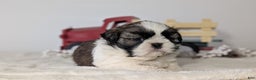 Shih Tzu dogs for sale: Tyson - Ad 8