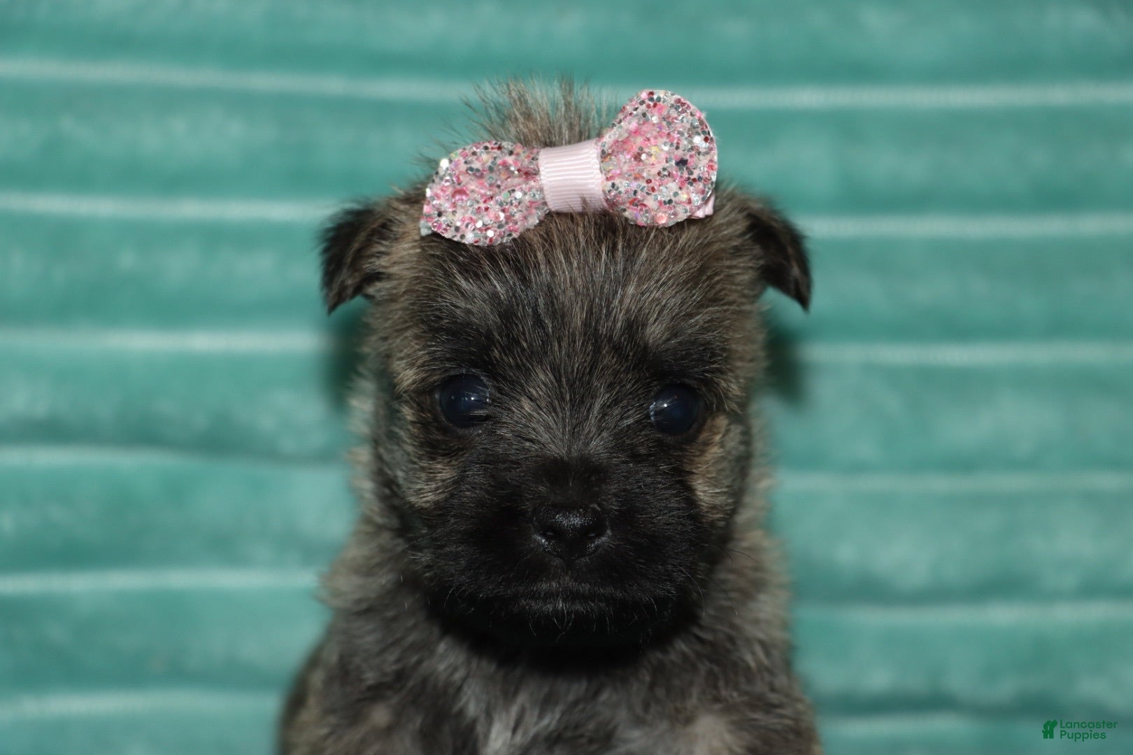 Cairn Terrier dogs Chloe - Ad 2