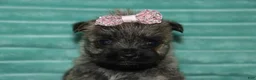 Cairn Terrier dogs for sale: Chloe - Ad 2