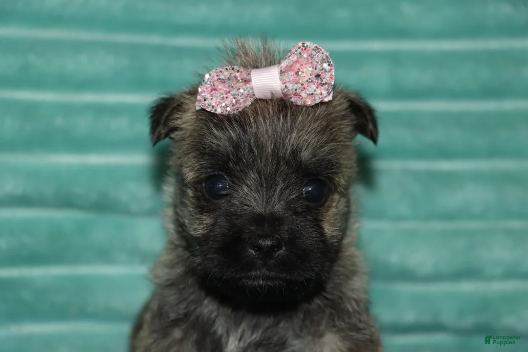 Cairn Terrier dogs for sale: Chloe - Ad 2