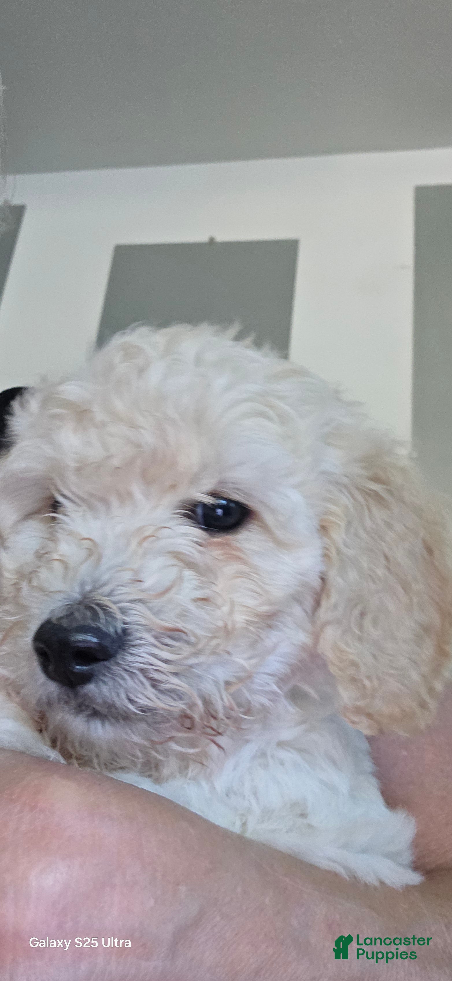 Mini Goldendoodle dogs Mini Goldendoodle 5 - Ad 2
