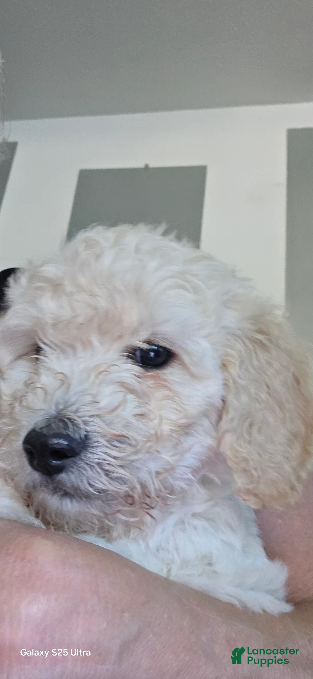 Mini Goldendoodle dogs for sale: Mini Goldendoodle 5 - Ad 2