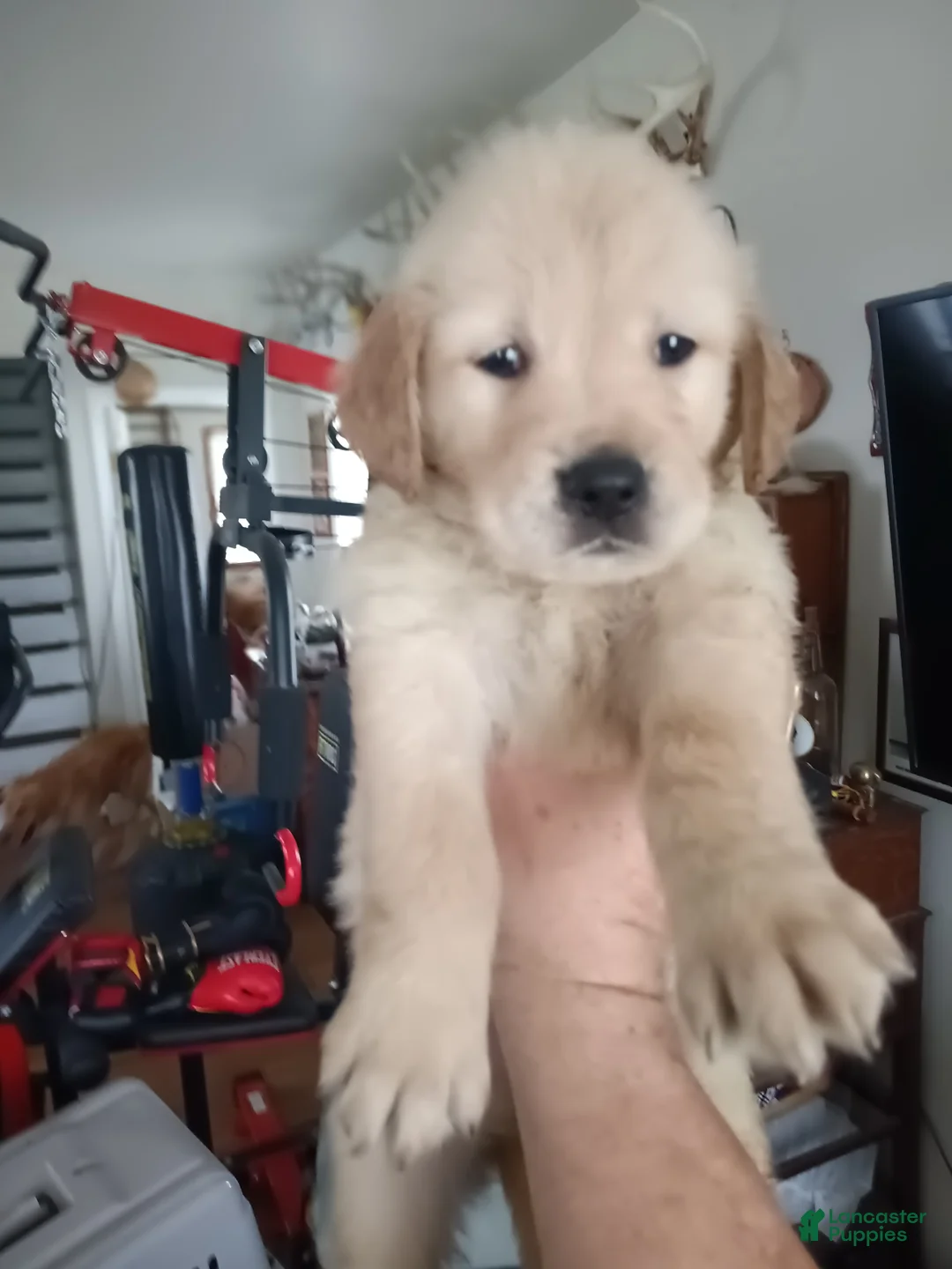 Golden Retriever dogs for sale: Meatball  - Ad 1