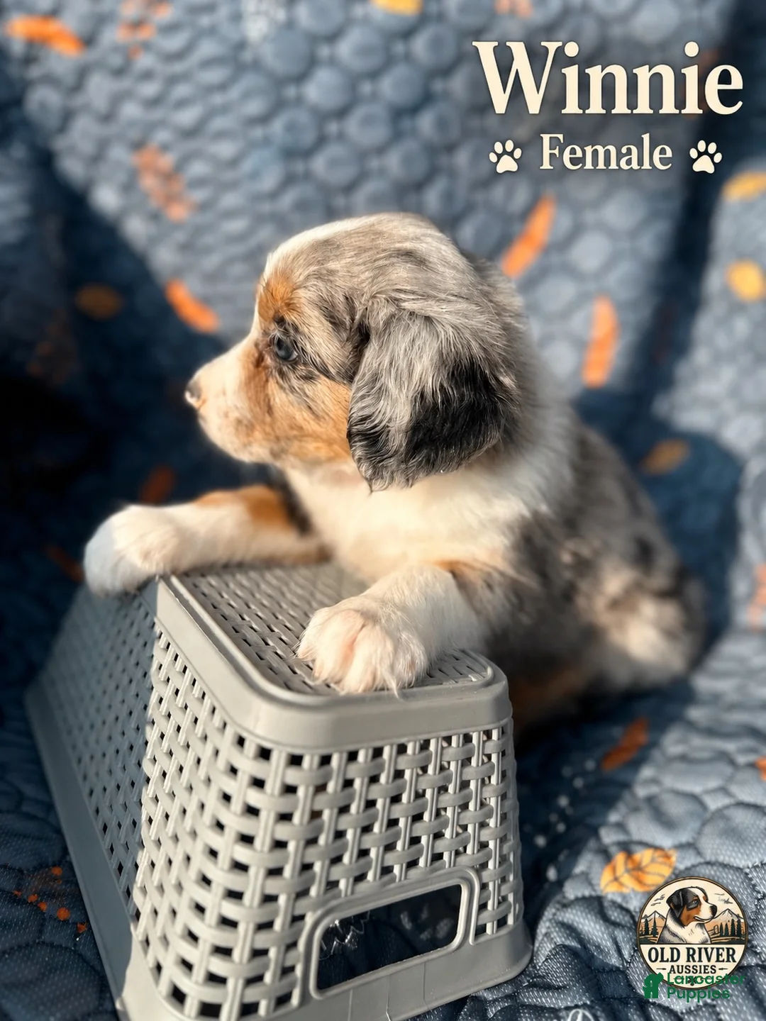 Australian Shepherd dogs for sale: Winnie - Ad 2