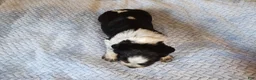 English Springer Spaniel dogs for sale: Jo - Ad 3