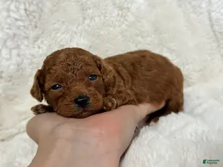 Toy Poodle dogs Flame - Ad 14