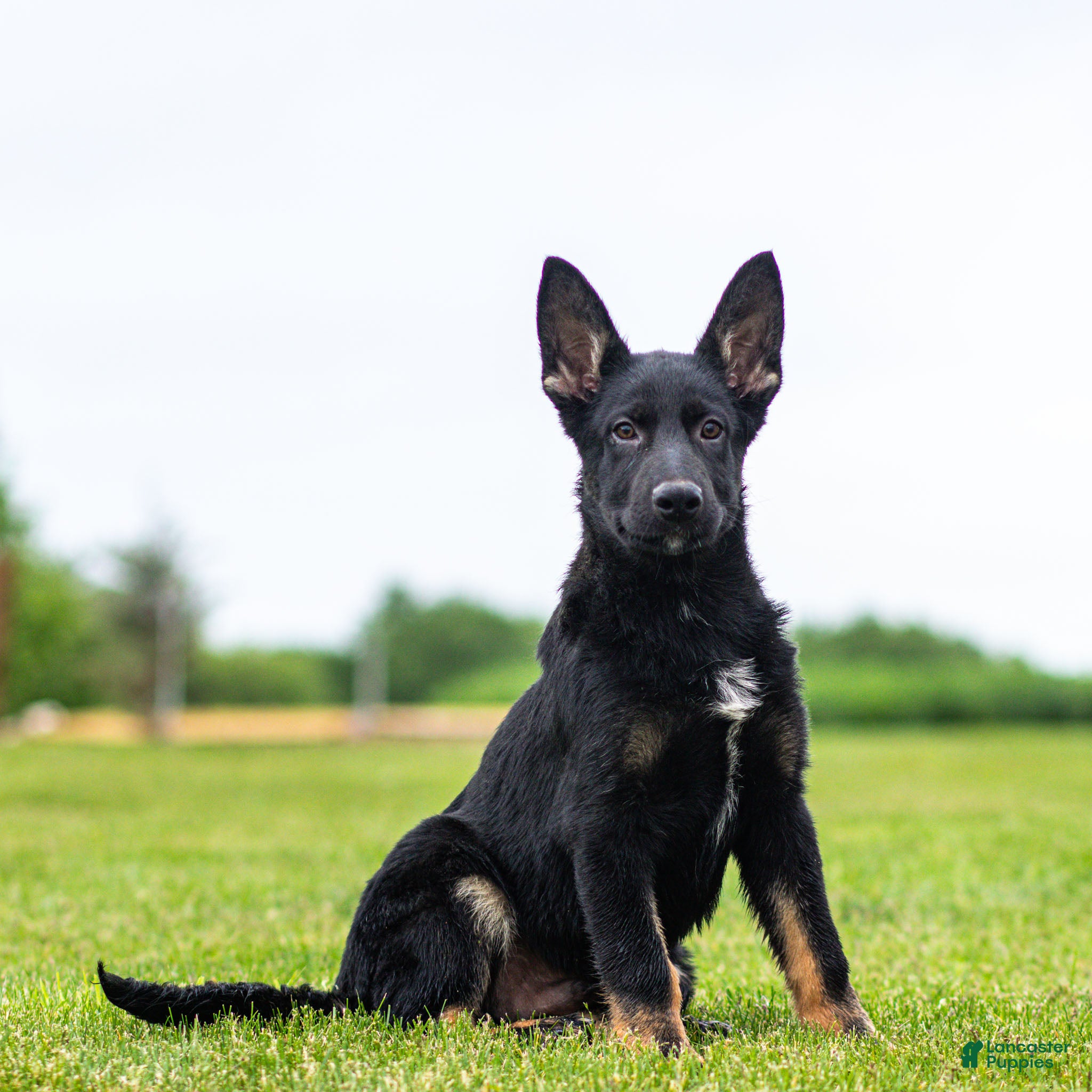 German Shepherd dogs Shane German Shepherd Puppy  - Ad 2