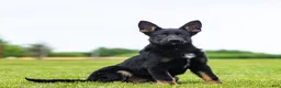 German Shepherd dogs for sale: Shane German Shepherd Puppy  - Ad 2