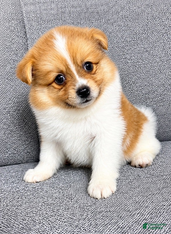 Pomeranian dogs Pomeranian puppy (Waffles) - Ad 1