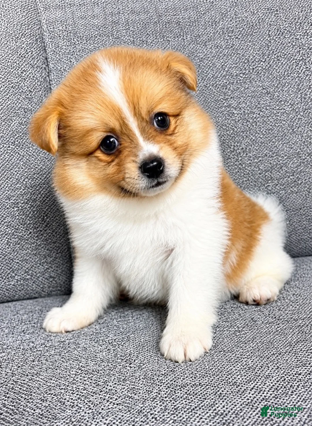 Pomeranian dogs for sale: Pomeranian puppy (Waffles) - Ad 1