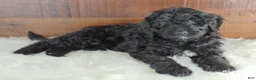 Bernedoodle dogs for sale: Shadow  - Ad 7